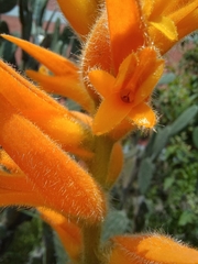 Dichromanthus aurantiacus