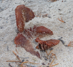 Laccaria maritima