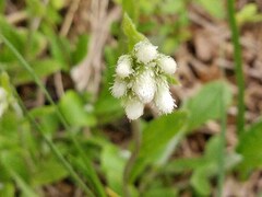 Antennaria