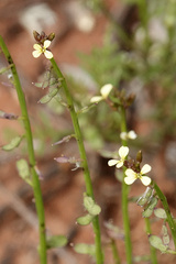 Carrichtera annua