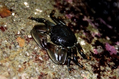 Petrolisthes cinctipes