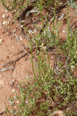 Carrichtera annua