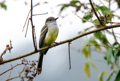 Myiarchus cephalotes