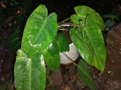 Philodendron rugosum