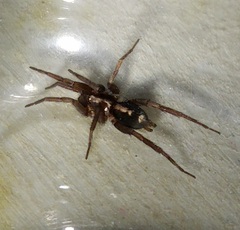 Herpyllus propinquus