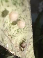 Latrodectus geometricus