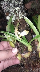 Maxillaria