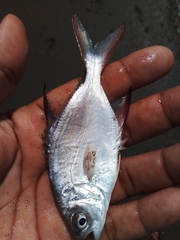 Trachinotus carolinus