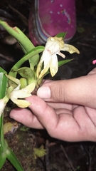 Maxillaria