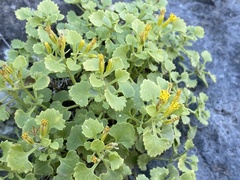 Perityle quinqueflora