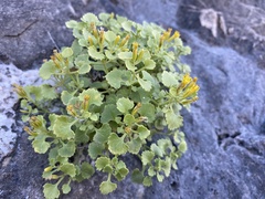 Perityle quinqueflora