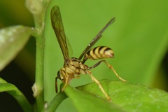 Vespoidea