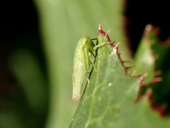 Iassinae