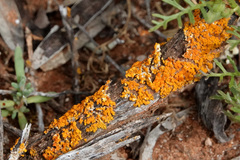 Xanthorioideae
