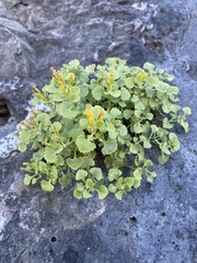 Perityle quinqueflora