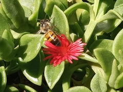Apis mellifera
