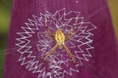 Argiope
