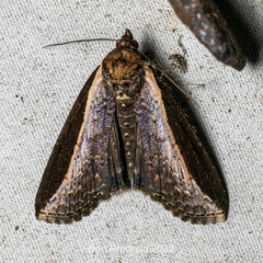 Lophoptera