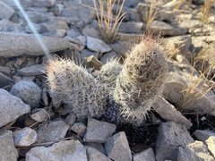 Escobaria tuberculosa