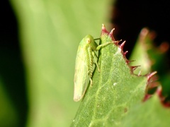 Iassinae
