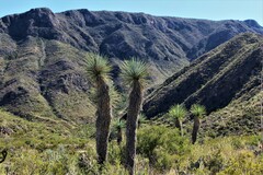 Yucca rigida
