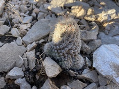 Escobaria tuberculosa