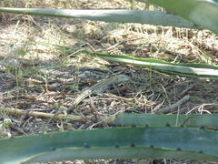 Aspidoscelis stictogrammus