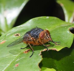 Calliphora stygia