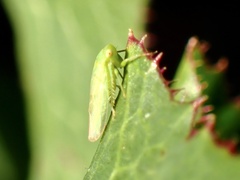 Iassinae