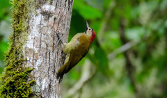 Colaptes rubiginosus