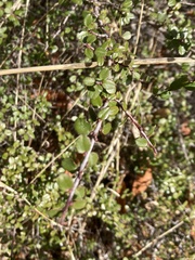 Rhamnus crocea