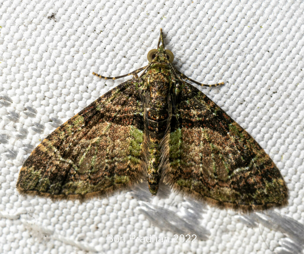 Syncosmia patinata