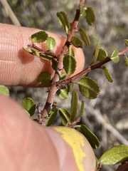 Rhamnus crocea