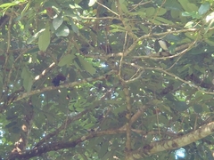 Garrulax leucolophus