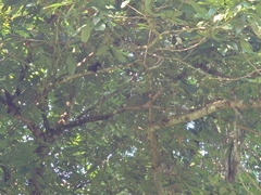 Garrulax leucolophus