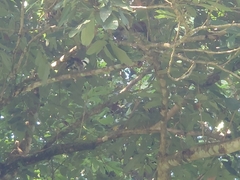 Garrulax leucolophus