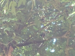 Garrulax leucolophus