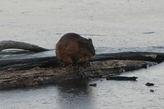 Ondatra zibethicus zibethicus