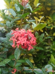 Ixora coccinea image