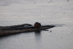 Ondatra zibethicus zibethicus