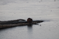 Ondatra zibethicus zibethicus