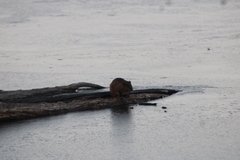 Ondatra zibethicus zibethicus