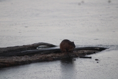 Ondatra zibethicus zibethicus