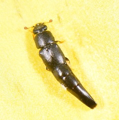 Conotelus