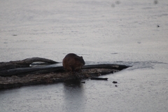 Ondatra zibethicus zibethicus