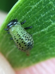 Dicranosterna semipunctata