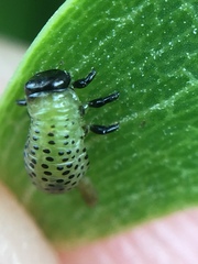 Dicranosterna semipunctata