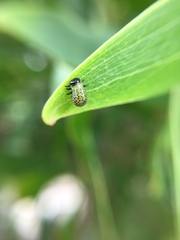 Dicranosterna semipunctata