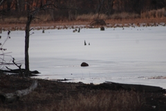 Ondatra zibethicus zibethicus