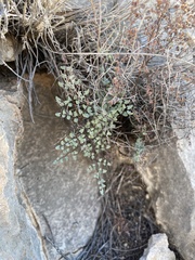 Argyrochosma microphylla